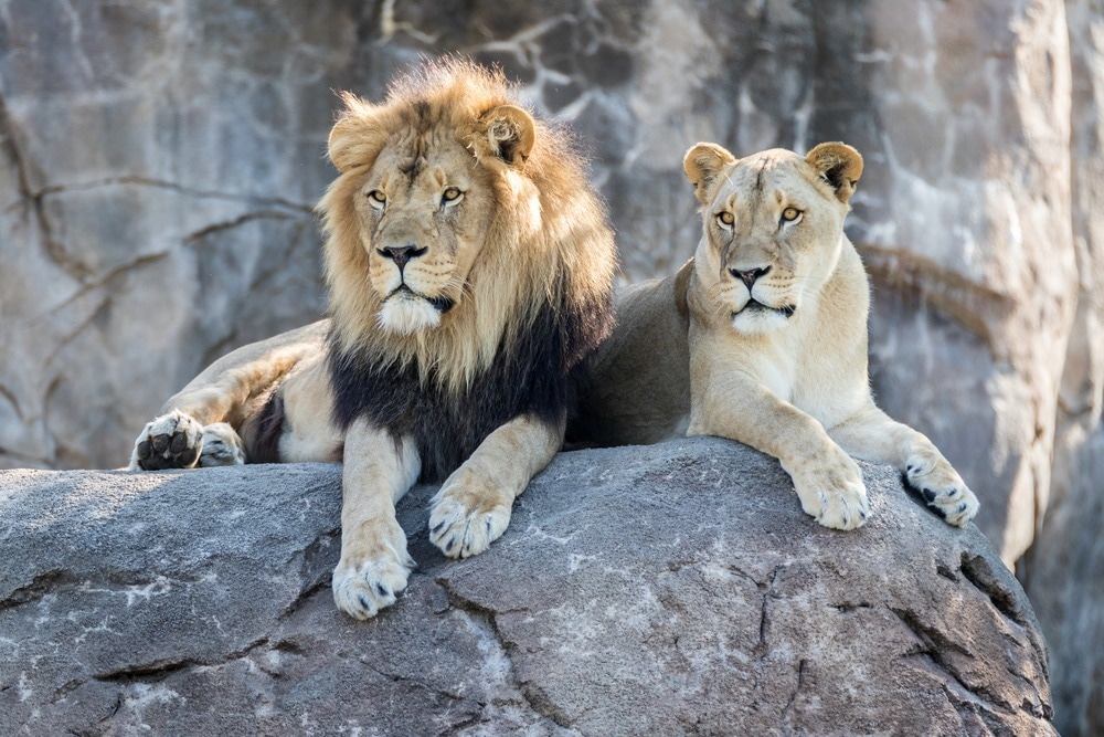 Study: Probable transmission of SARS-CoV-2 from an African lion to zoo employees. Image Credit: mojoeks/Shutterstock
