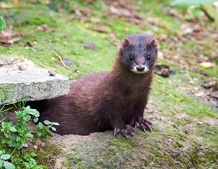 SARS-CoV-2 infections on French mink farms after one year of COVID-19
