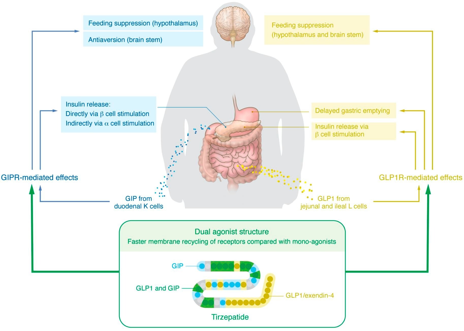 ​​​​​​​Established and proposed mechanisms underlying the glucoregulatory and weight loss effects of GIP/GLP1R co-agonism.