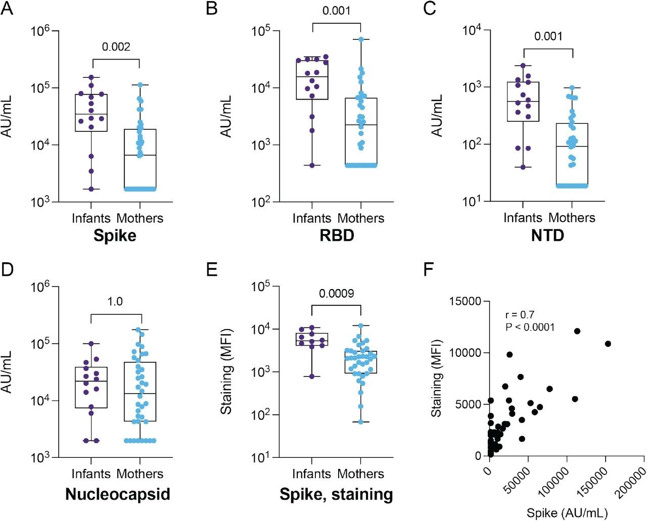 IgG binding to SARS-CoV-2 antigens and S-CEM cell surface staining in SARS-CoV-2-seropositive infants and mothers. IgG antibody binding titers to (A) full-length Spike, (B) RBD, (C) NTD and (D) nucleocapsid in convalescent plasma from infants (N = 14) and mothers (N = 35) measured by commercial multiplexed electrochemiluminescent assay (MSD). (E) Antibody binding to Spike expressed on the CEM cell surface in infants (N = 10) and mothers (N = 35). The Spike staining was repeated in triplicate. (F) Spearman correlation coefficient and p-value calculated for Spike IgG binding by MSD assay versus S-CEM cell surface staining. P-values are indicated above comparisons. Two-tailed Wilcoxon rank sum test was used for all comparisons. MFI: mean fluorescence intensity.