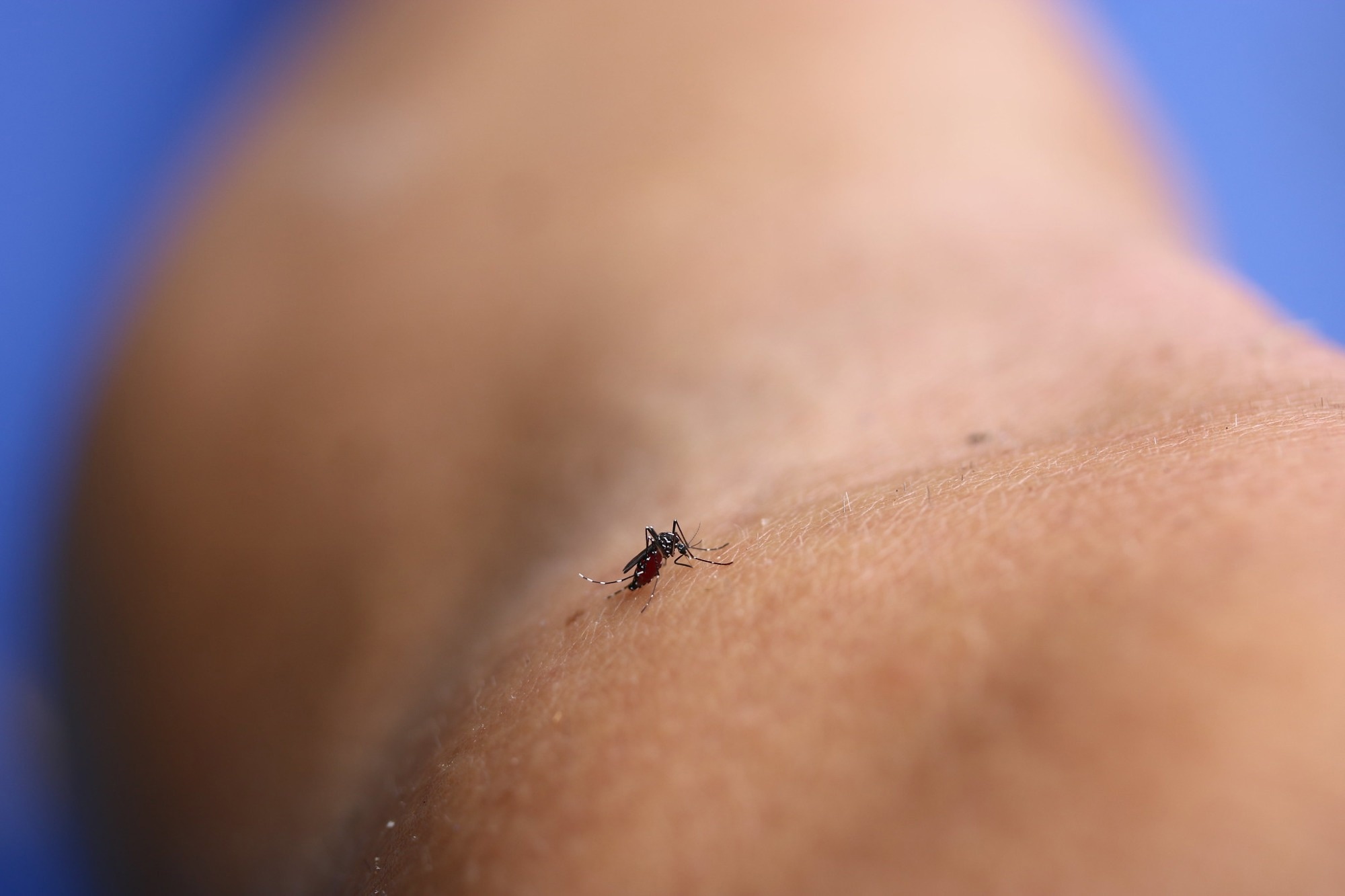 Study: Genomic and phenotypic analyses suggest moderate fitness differences among Zika virus lineages. Image Credit: NIAID