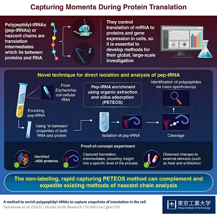 New method for capturing moments during protein translation