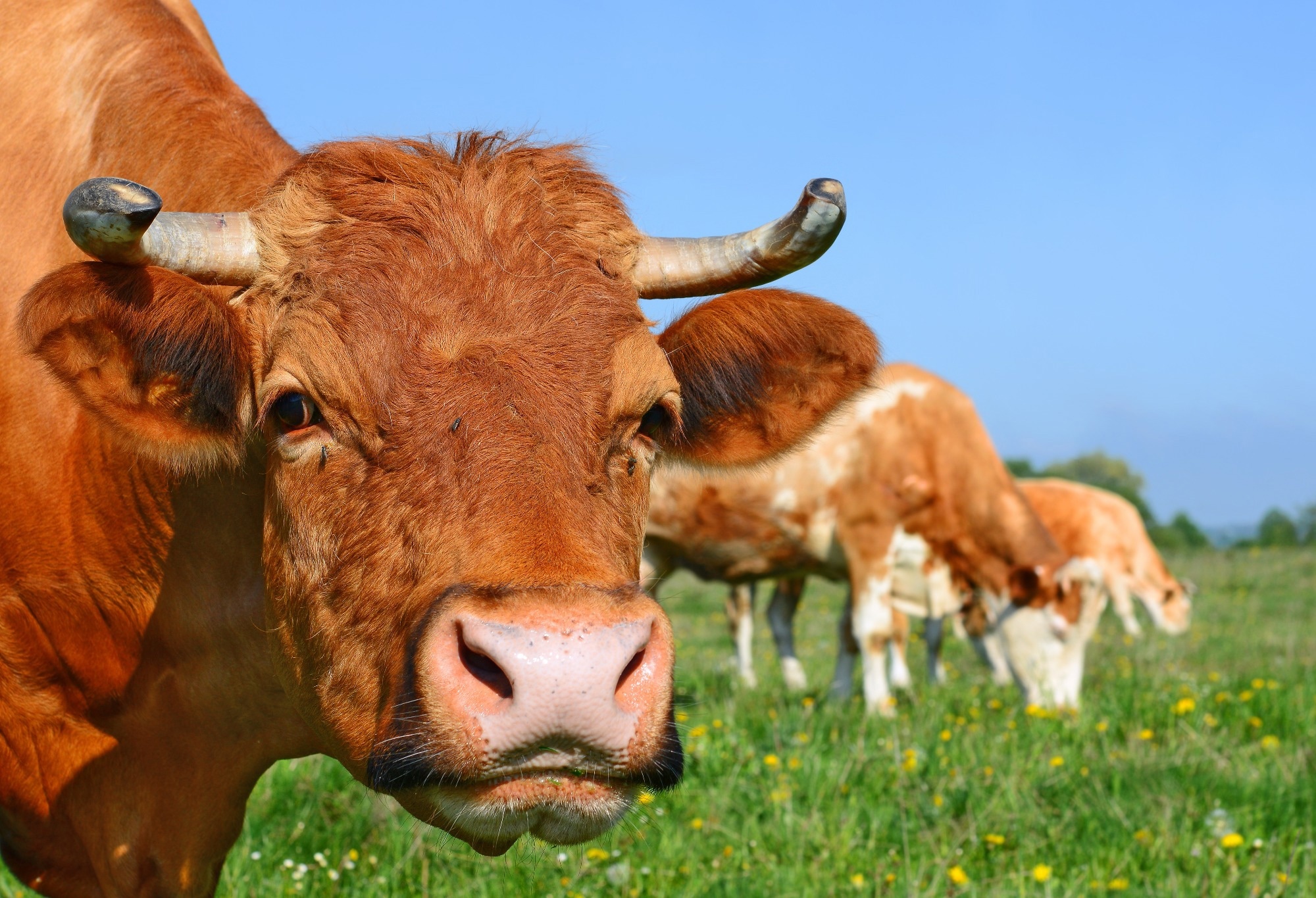 Study: Effects of cattle on vector-borne disease risk to humans: A systematic review. Image Credit: smereka / Shutterstock
