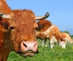 How do cattle impact human vector-borne disease risk?