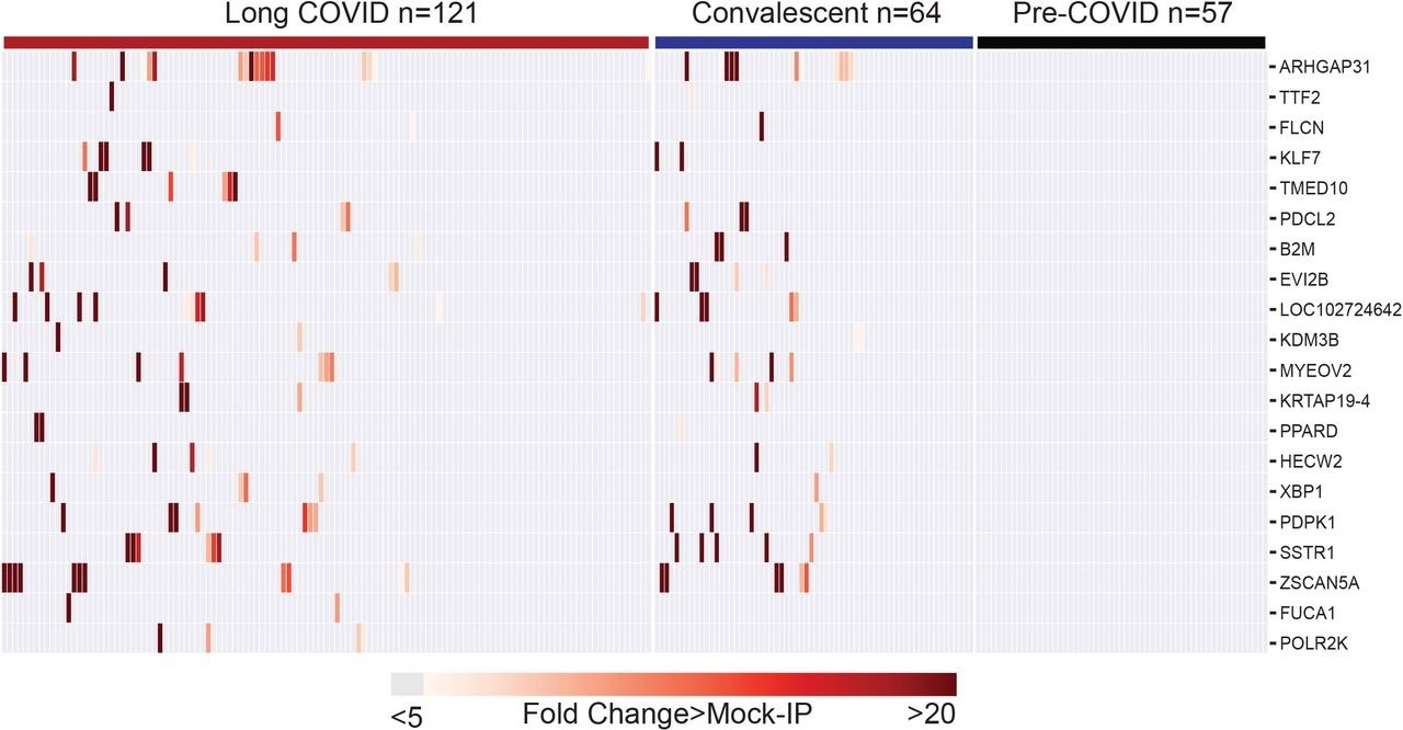 Post-COVID autoreactivities are similarly distributed among Long COVID and controls. Hierarchically clustered (Pearson) heatmaps showing the PhIP-Seq enrichment for the top 20 autoreactivities ranked by logistic regression coefficient in each Long COVID patient, each COVID convalescent patient, and each pre-COVID control.