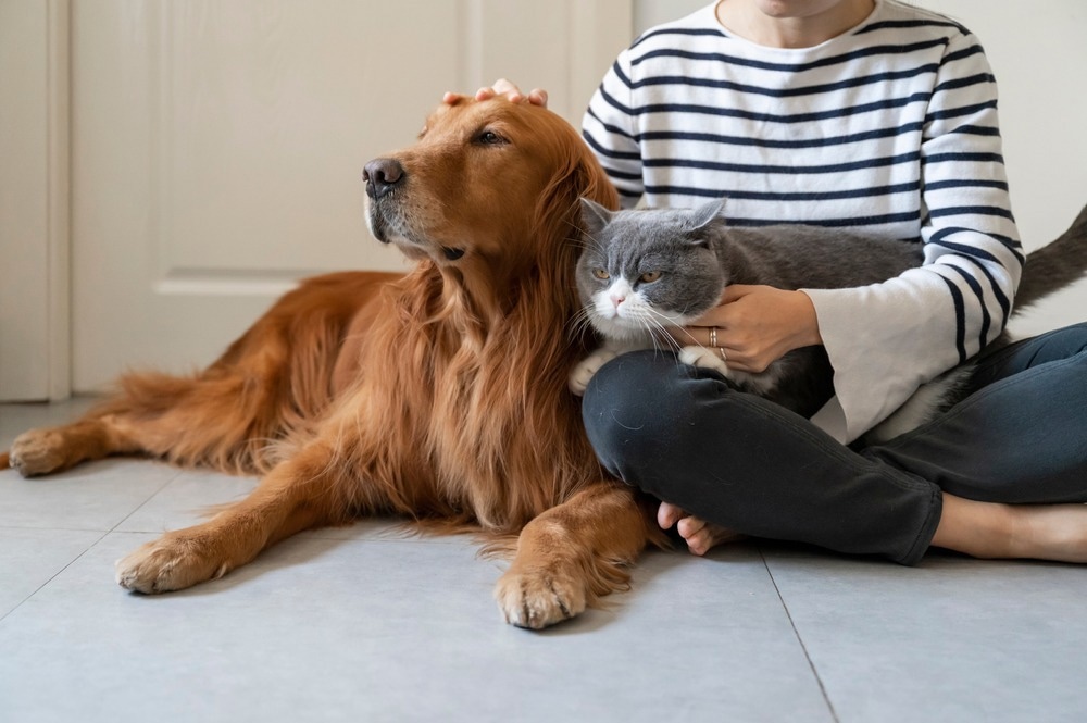 Study: Dogs and cats are less susceptible to the omicron variant of concern of SARS-CoV-2 - a field study. Image Credit: Chendongshan / Shutterstock.com