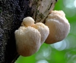 Active compound in Lion’s Mane mushroom improves nerve growth and memory