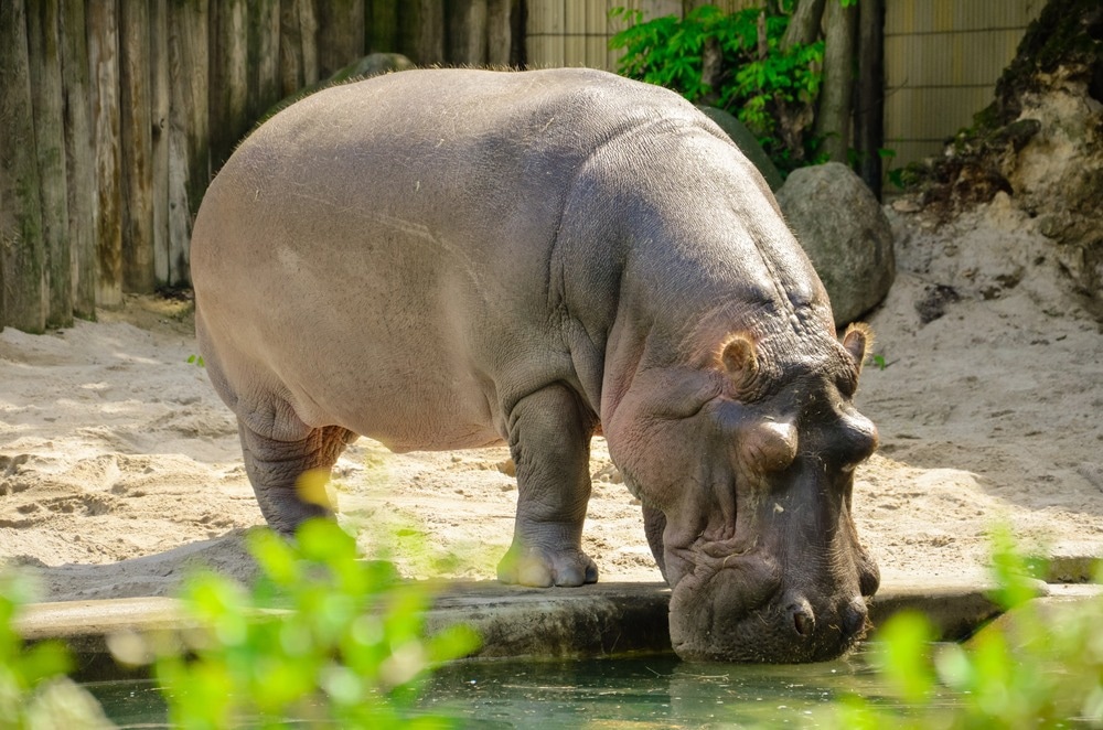 Study: SARS-CoV-2 Infection in a Hippopotamus, Hanoi, Vietnam. Image Credit: Sinellia/Shutterstock