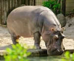 Death of a zoo hippopotamus underscores the species’ susceptibility to SARS-CoV-2