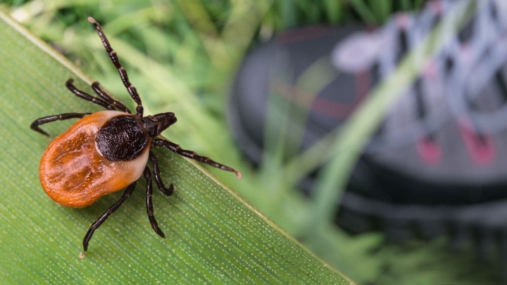 Study: Tick-Borne Encephalitis in Pregnant Woman and Long-Term Sequelae. Image Credit: KPixMining/Shutterstock