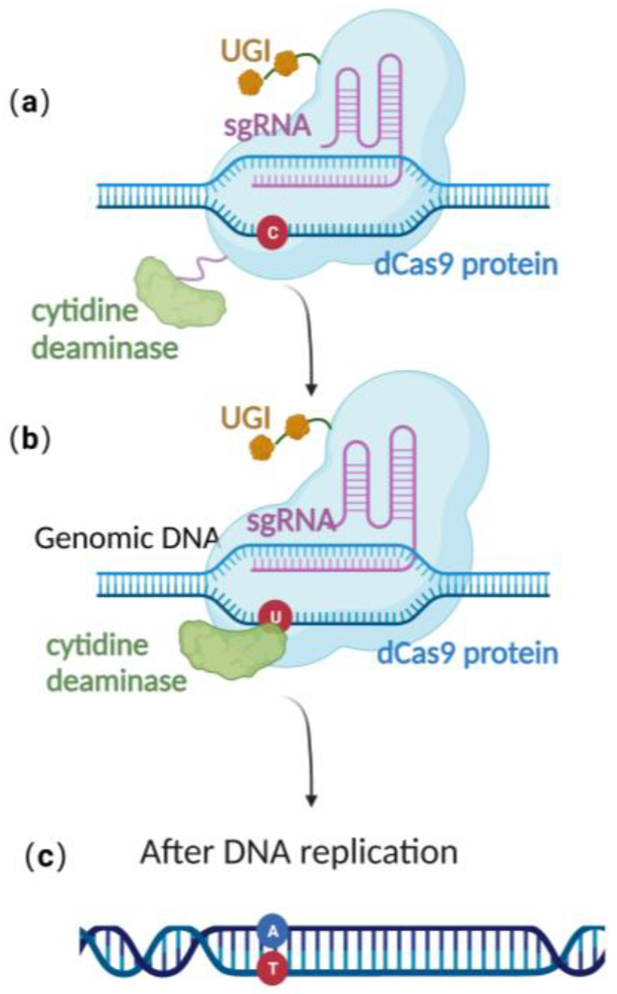 Schematic diagram of base editing method: (a) dCas9 mediates targeting without DSB formation; (b) cytosine deaminase converts C to U; (c) single-base precise editing is complete with the replication of DNA.