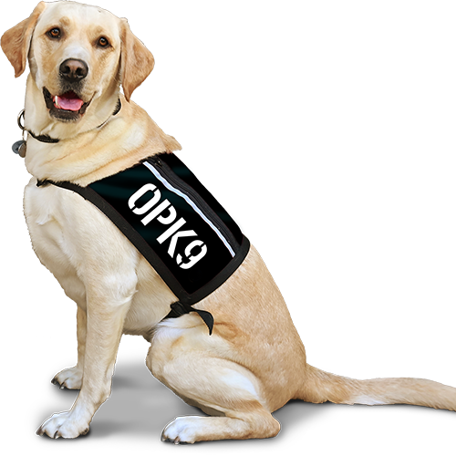 Assistance dogs help improve defense veterans’ mental health, study shows