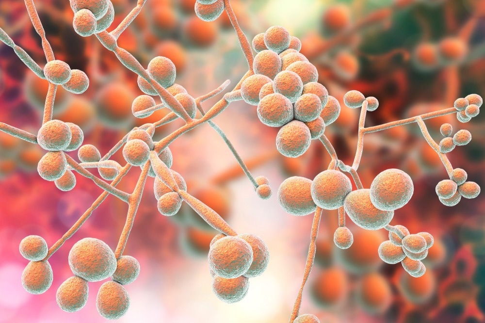 Study: The Role of the Mycobiome in Women’s Health. Image Credit: Kateryna Kon / Shutterstock.com