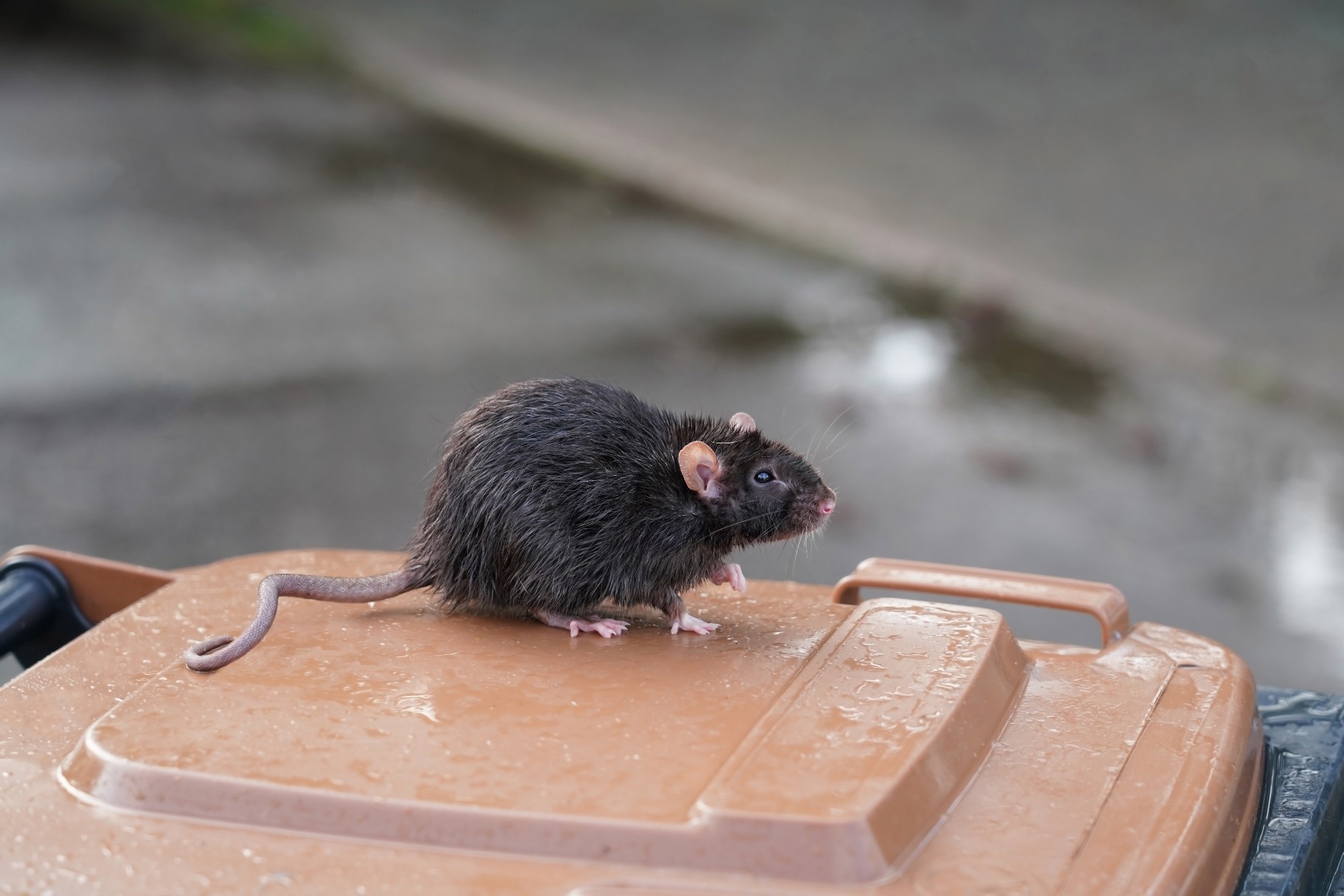 Study: SARS-CoV-2 Exposure in Norway Rats (Rattus norvegicus) from New York City. Image Credit: Holger Kirk / Shutterstock