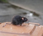 Research highlights the potential risk of secondary SARS-CoV-2 transmission from wild rats
