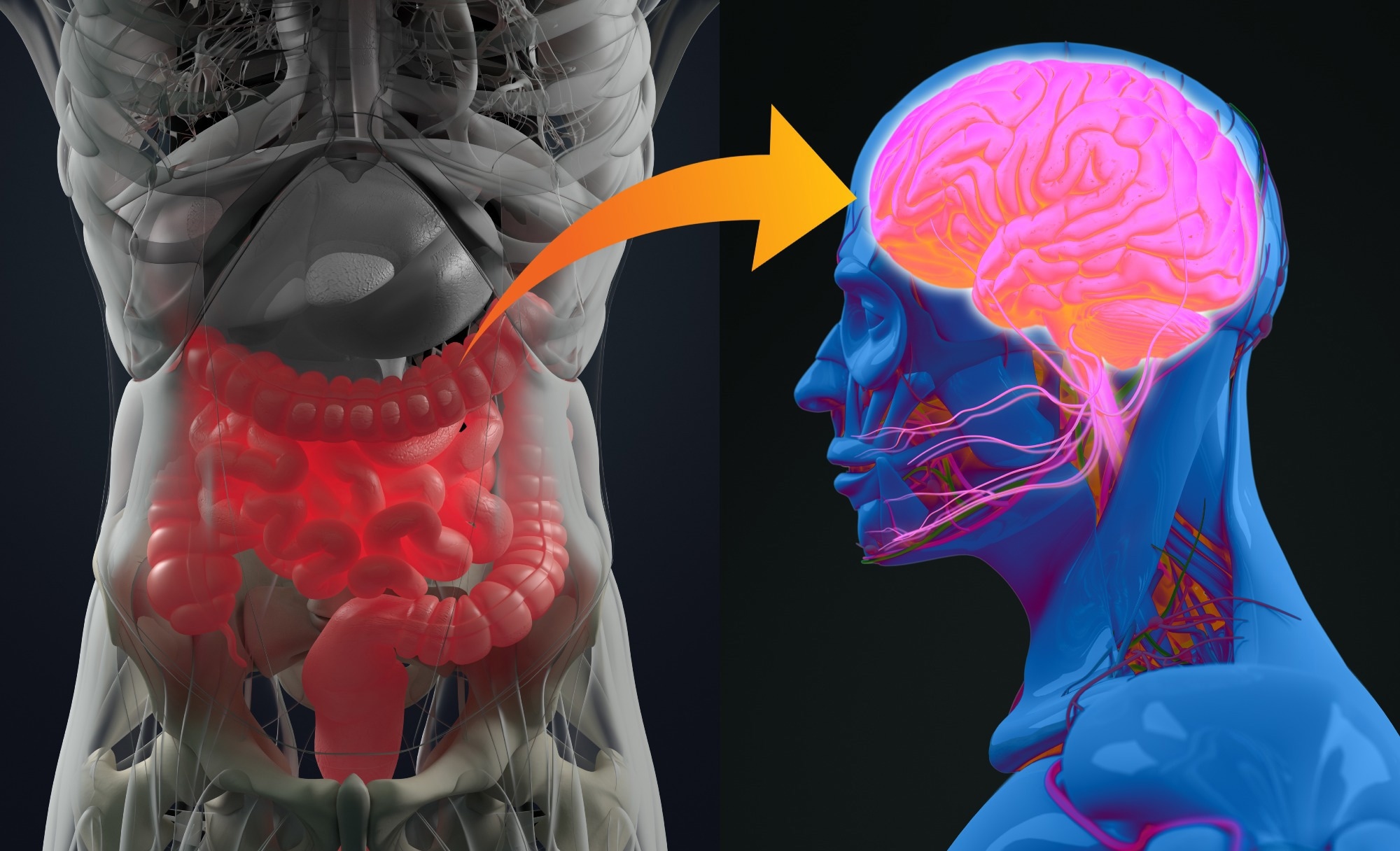 Review: Guts Imbalance Imbalances the Brain: A Review of Gut Microbiota Association With Neurological and Psychiatric Disorders. Image Credit: Anatomy Image / Shutterstock