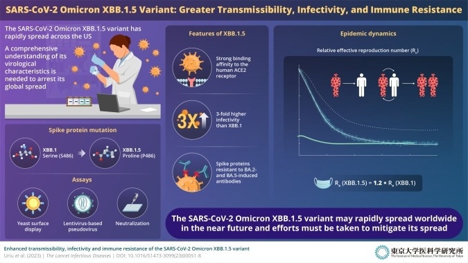 New SARS-CoV-2 Omicron XBB.1.5 variant has high transmissibility and infectivity, study finds