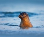 H5N1 bird flu kills thousands of New England seals