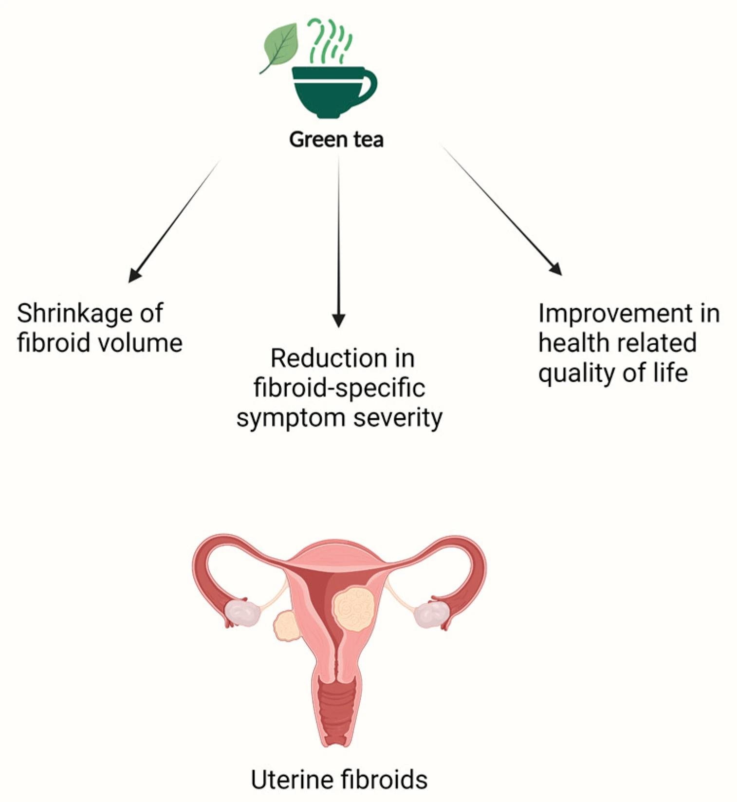 Schematic presentation of the effects of green tea on uterine fibroids.