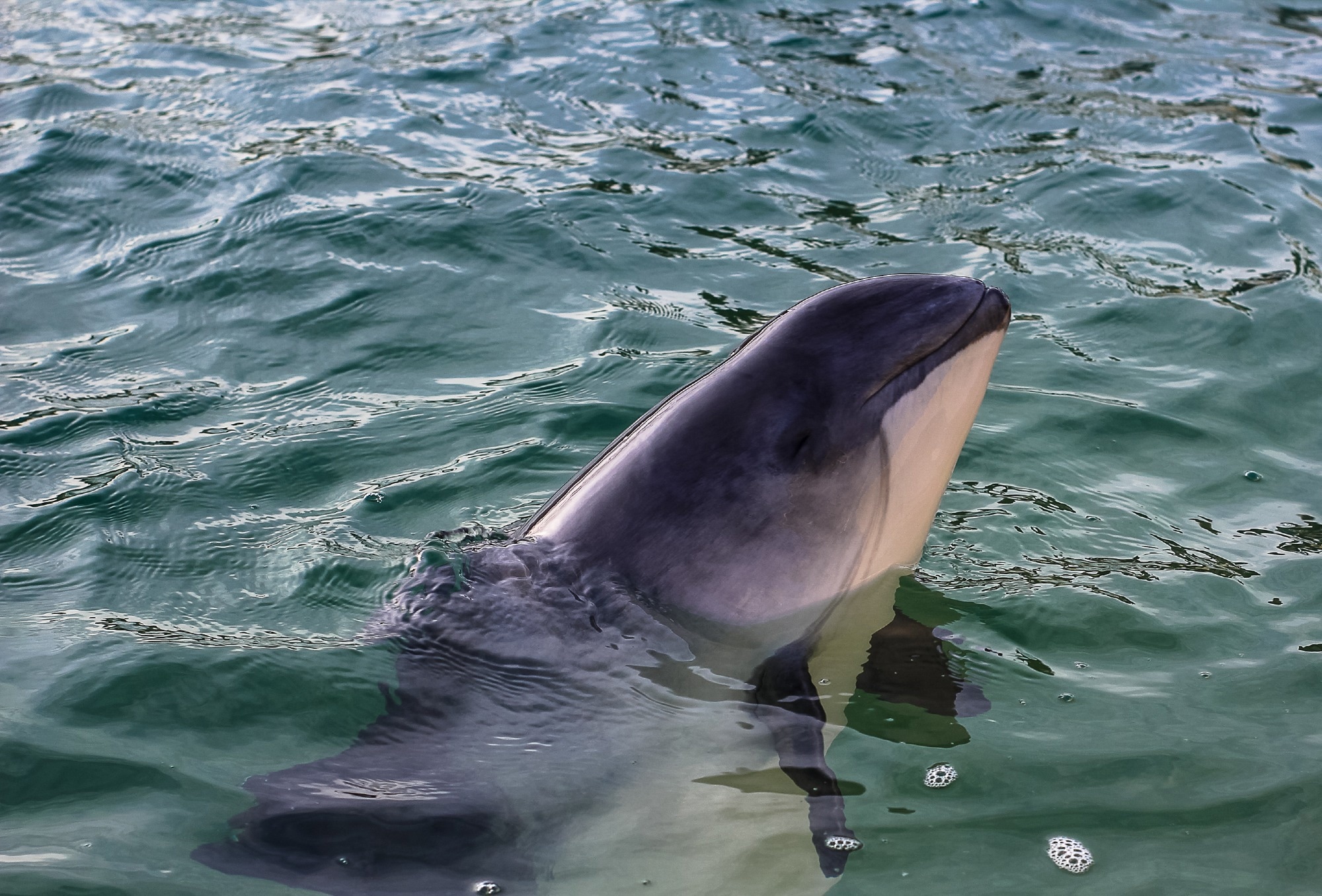 Study: Harbor Porpoise Deaths Associated with Erysipelothrix rhusiopathiae, the Netherlands, 2021. Image Credit: Elise V / Shutterstock