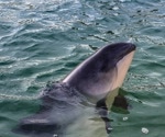 Zoonotic agent Erysipelothrix rhusiopathiae caused mass mortality of harbor porpoises