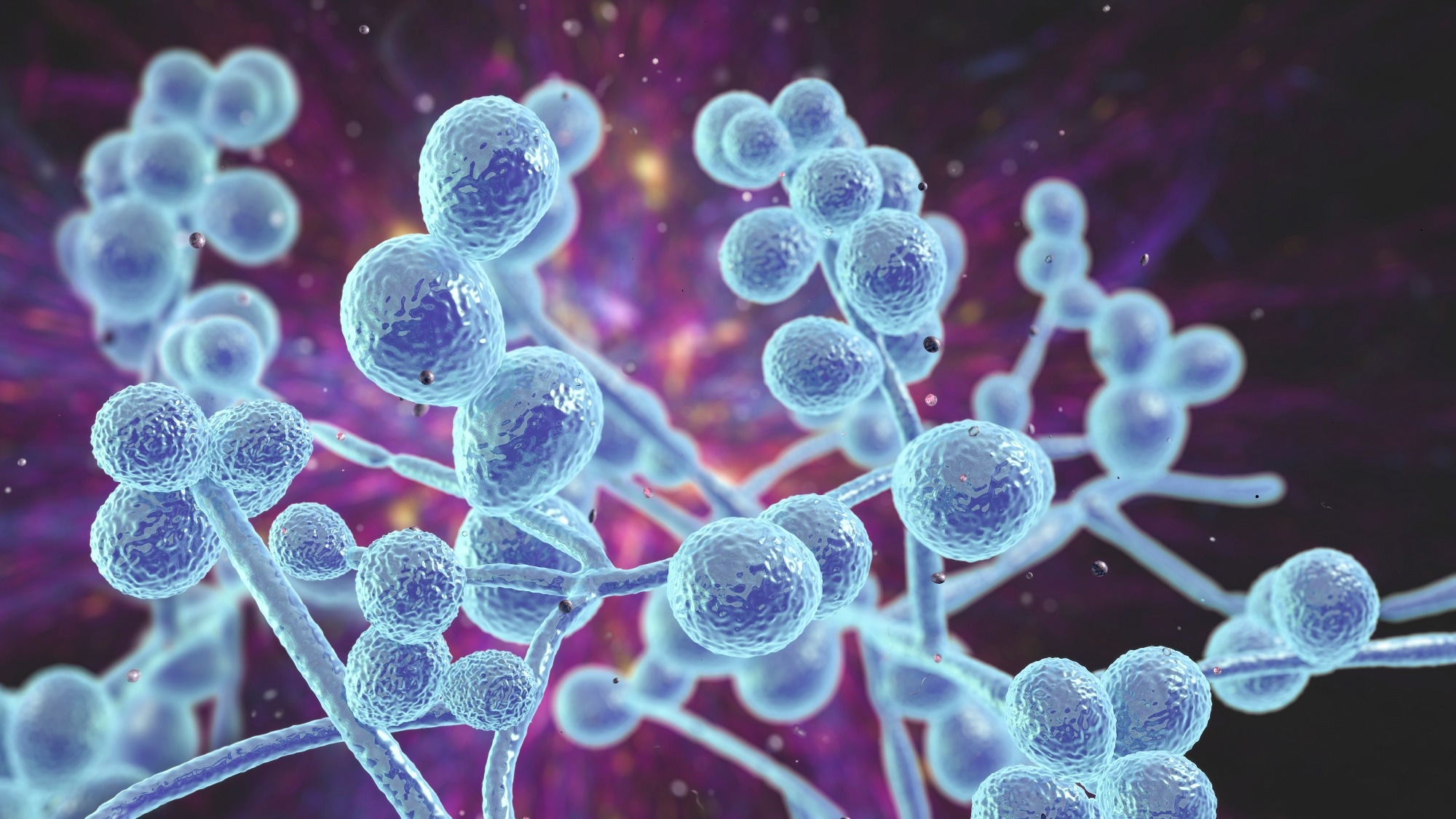 Study: The Emergence and Persistence of Candida auris in Western New York with no Epidemiologic Links: A Failure of Stewardship?. Image Credit: Kateryna Kon / Shutterstock