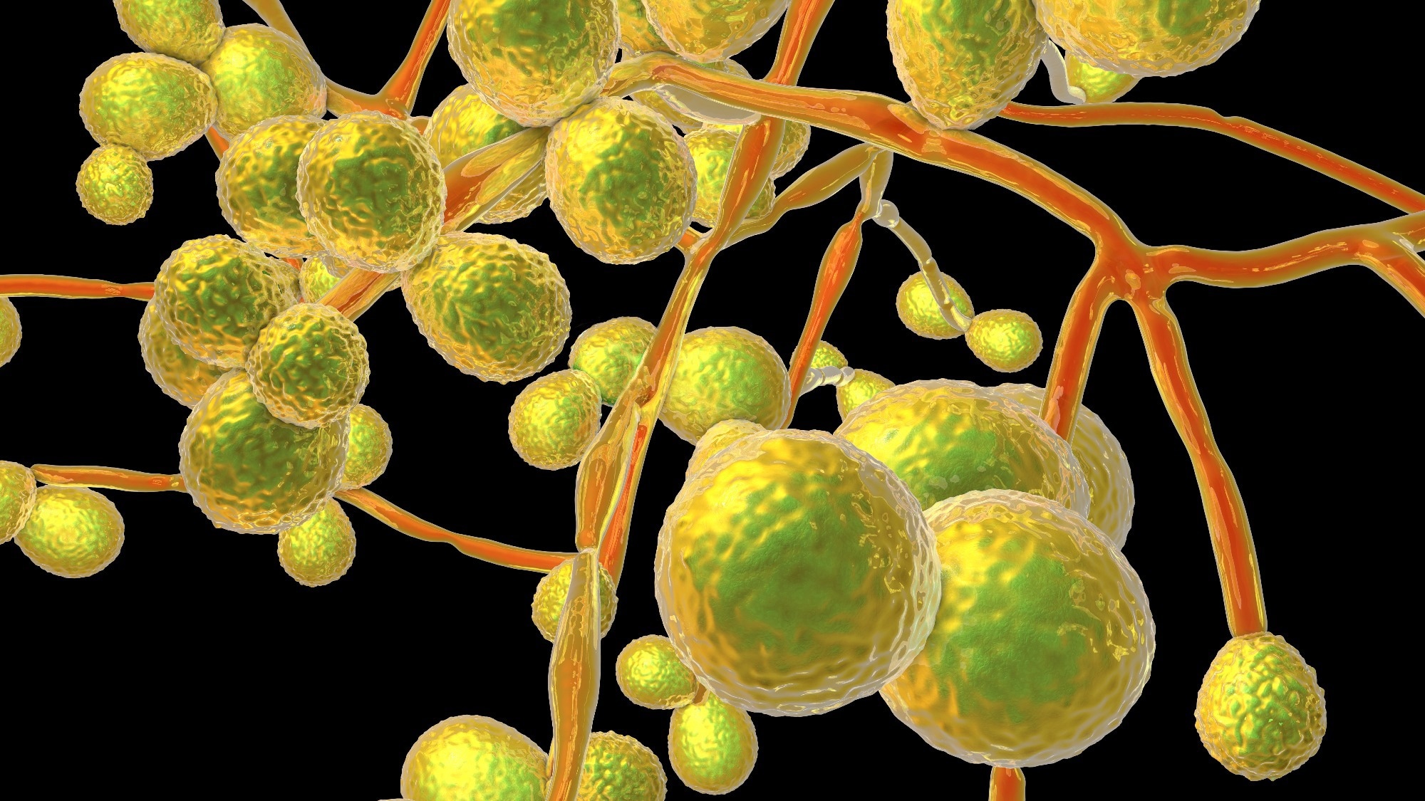 Study: Candida auris evades innate immunity by using metabolic strategies to escape and kill macrophages while avoiding antimicrobial inflammation. Image Credit: Kateryna Kon / Shutterstock