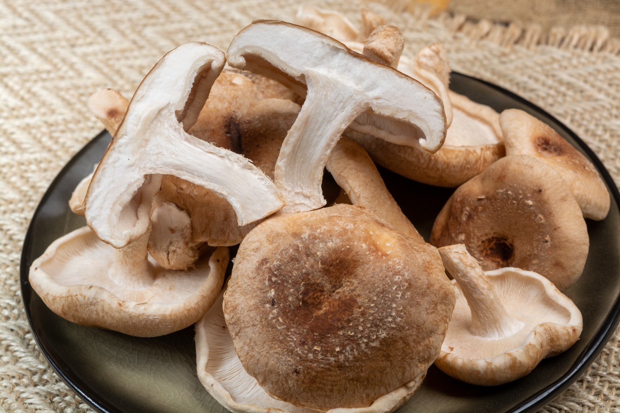 Lentinula edodes or shiitake edible mushrooms