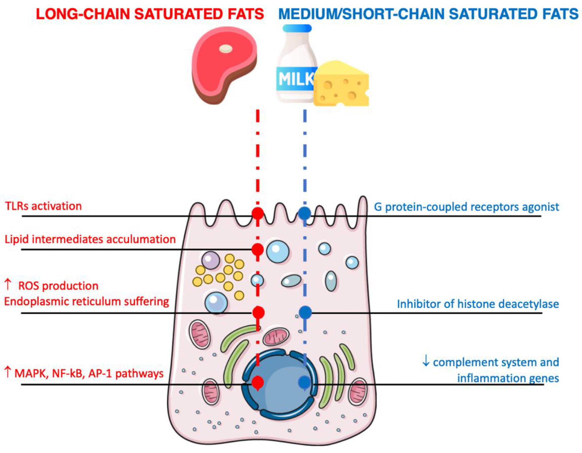 Mechanisms of action related to the effects of the inflammatory pathways of saturated fatty acids on intestinal cells. Arrows denote increment/increase or decrement/decrease.