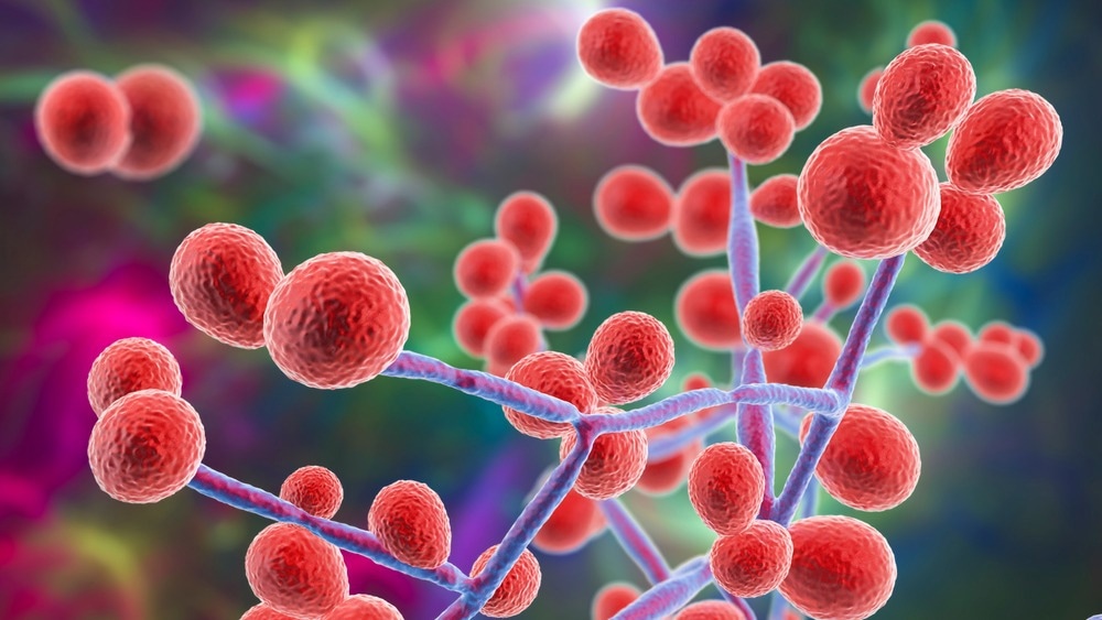 Study: Increasing Number of Cases Due to Candida auris in North Italy, July 2019–December 2022. Image Credit: Kateryna Kon/Shutterstock.com