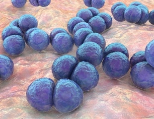 Pneumolysin toxin holds promise for developing therapies against Streptococcus pneumoniae