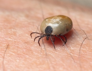 Study details bacterial agents in 418 ticks extracted from humans in France