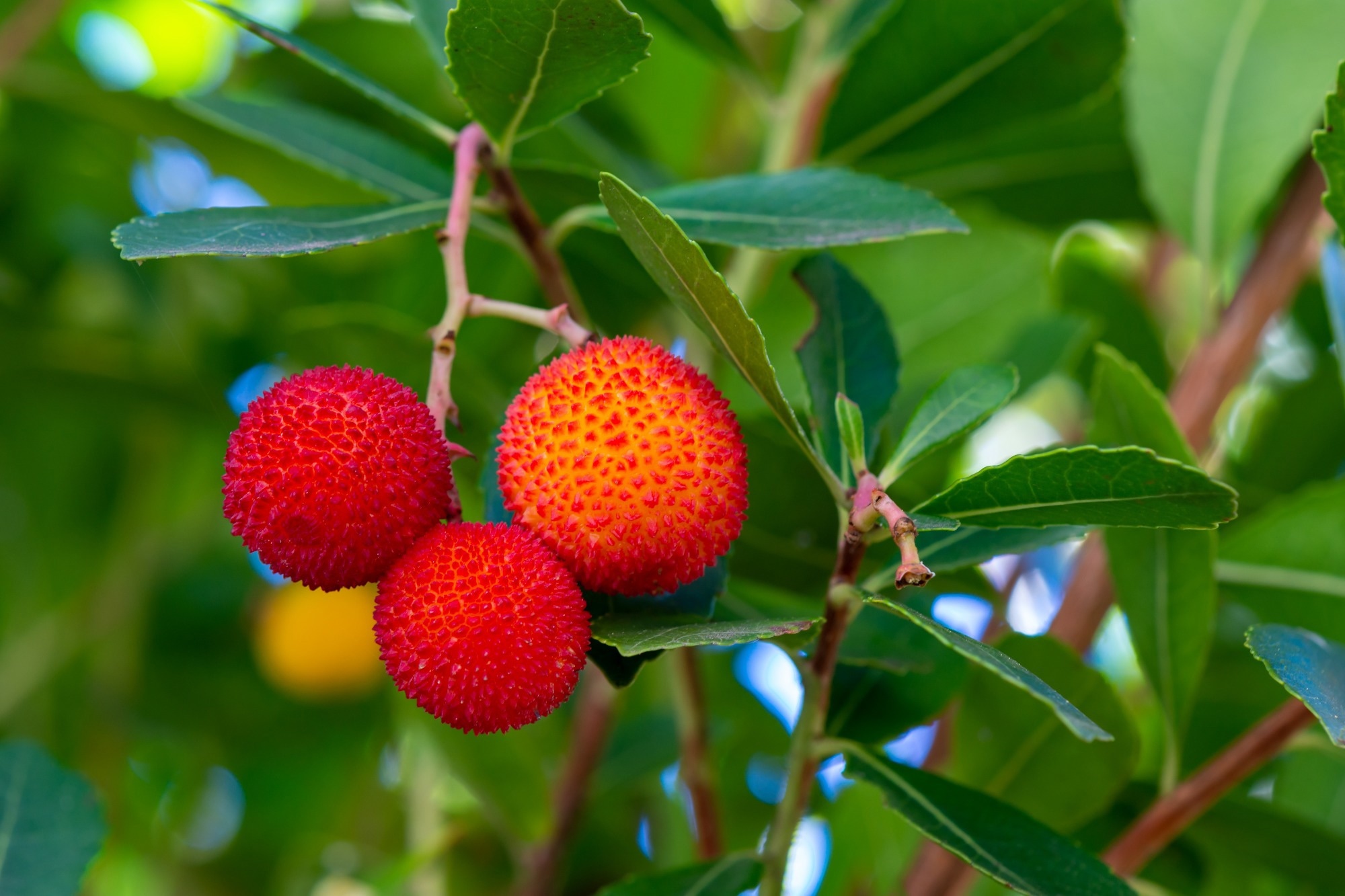 Study: Antioxidant Activity and Inhibition of Digestive Enzymes of New Strawberry Tree Fruit/Apple Smoothies. Image Credit: HJBC / Shutterstock