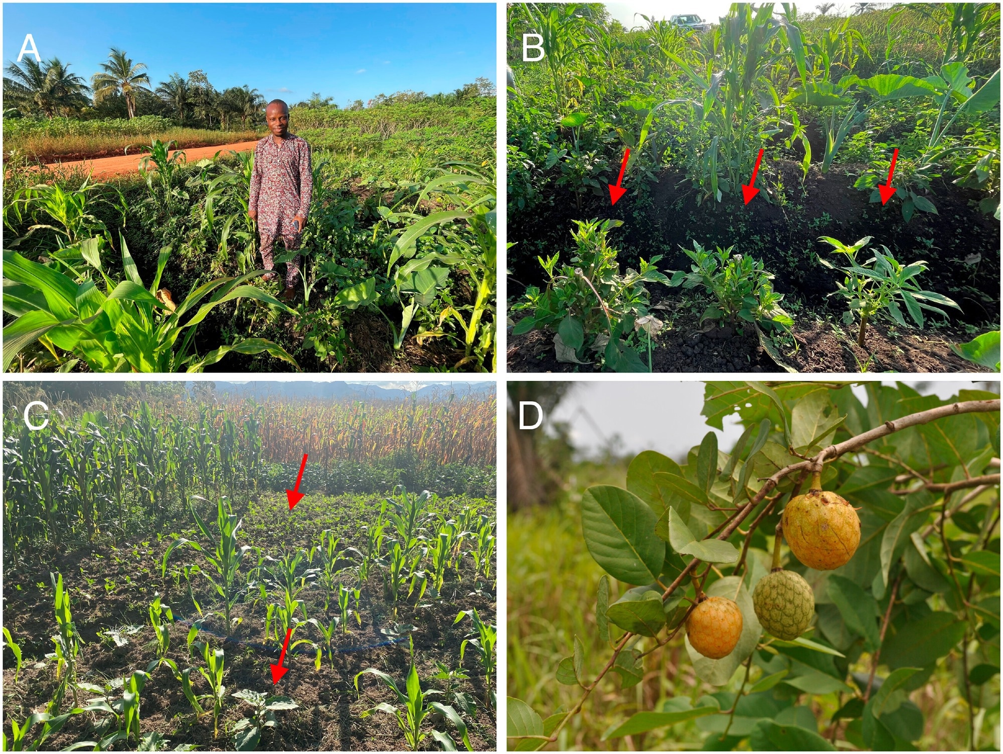 Examples of diversified cropping systems in sub-Saharan Africa that include forgotten food crops. Panel A: A Beninese farmer stands in his diversified farm field that includes Colocasia esculenta (taroyam), maize, Amaranthus spp. (amaranth), and Celosia argentea (celosia) within an agricultural landscape dominated by cassava. Panel B: Three different amaranth varieties in the forefront of the picture (arrowed) are being evaluated by the same farmer as part of a participatory variety evaluation experiment in Benin; Panel C: Maize cropping system diversified with leafy and fruit vegetables in Eswatini. In the front of the picture, maize is intercropped with Solanum aethiopicum (African eggplant, arrowed). At the back of the picture, amaranth has been sown between maize fields (arrowed). Panel D: The fruit crop Annona senegalensis (wild custard apple) is widely used in Benin. Photo credits: Sognigbé N’Danikou, World Vegetable Center (panels A and B); Maarten van Zonneveld, World Vegetable Center (panel C); Enoch G. Achigan-Dako, University of Abomey-Calavi (panel D)