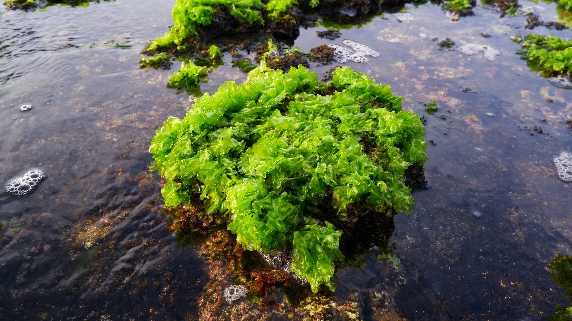 Ulva lactuca, also known sea lettuce. Image Credit: f.maliki / Shutterstock
