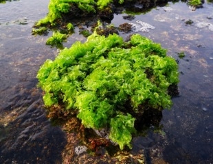 Unlocking the potential of green seaweeds: Study explores nutrients, active substances