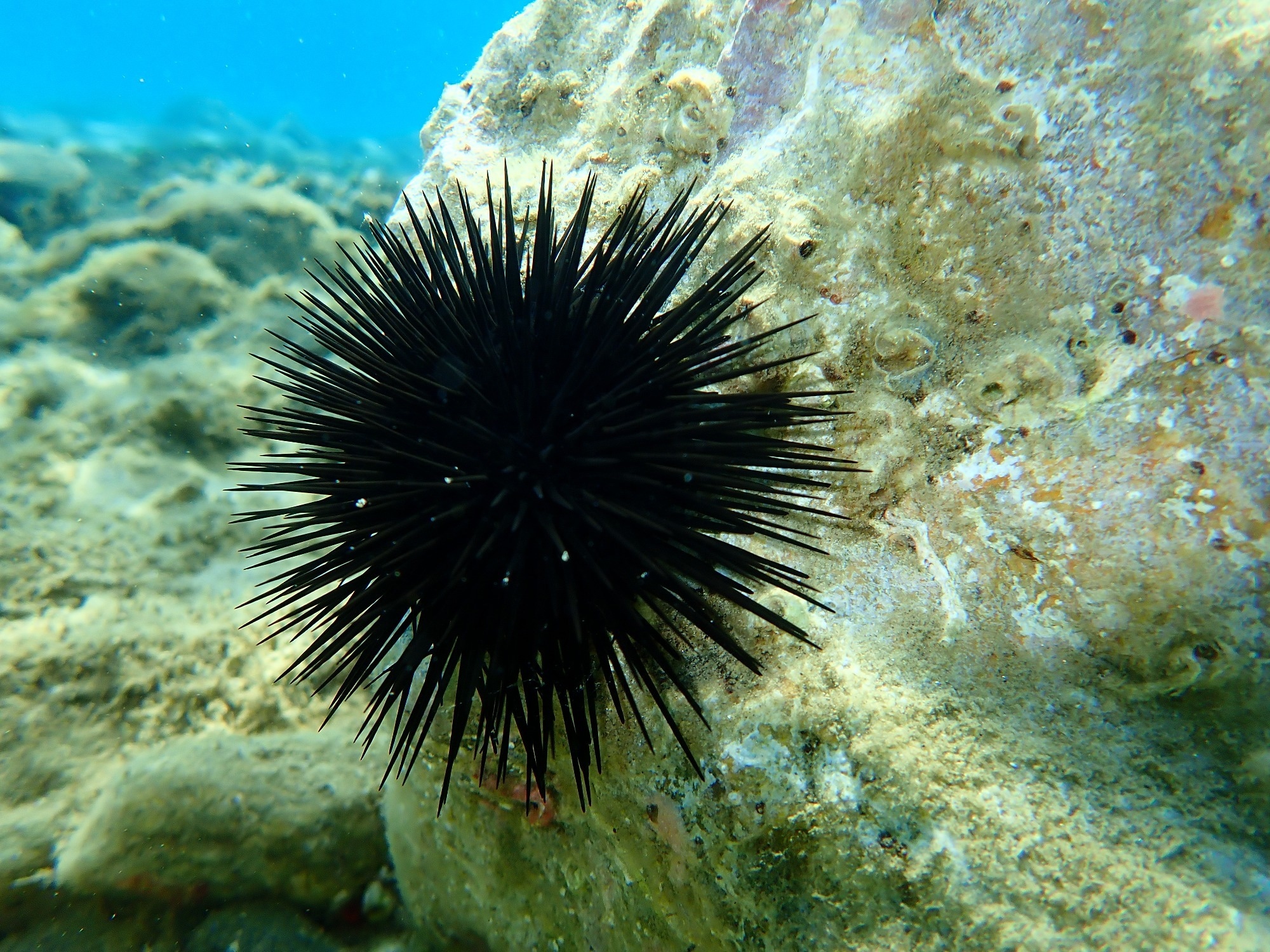 Study: In Vitro Anti-Inflammatory and Vasculoprotective Effects of Red Cell Extract from the Black Sea Urchin Arbacia lixula. Image Credit: Alexey Masliy / Shutterstock