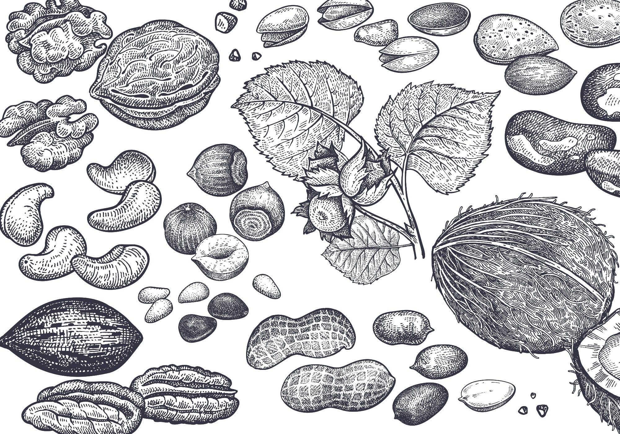 Editorial: Where We Are and Where We Are Going in Nut Research. Image Credit: mamita / Shutterstock