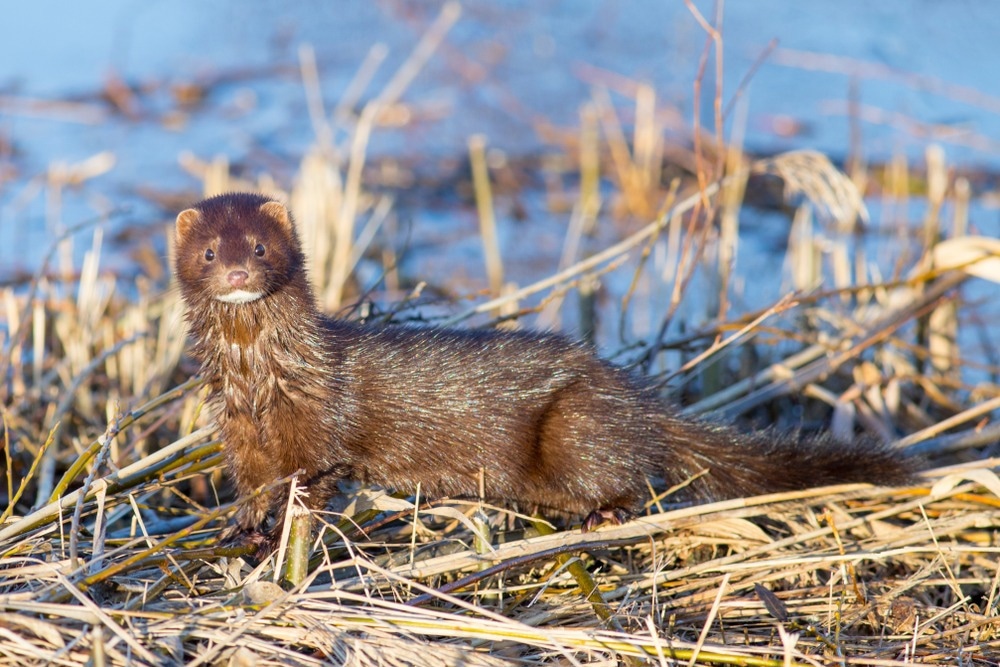 Study: Mink infection with influenza A viruses: an ignored intermediate host? Image Credit: shauttra/Shutterstock.com