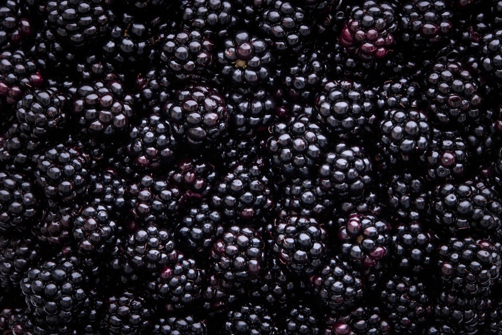 Study: Phytochemicals Determination, and Antioxidant, Antimicrobial, Anti-Inflammatory and Anticancer Activities of Blackberry Fruits. Image Credit: Melica/Shutterstock.com