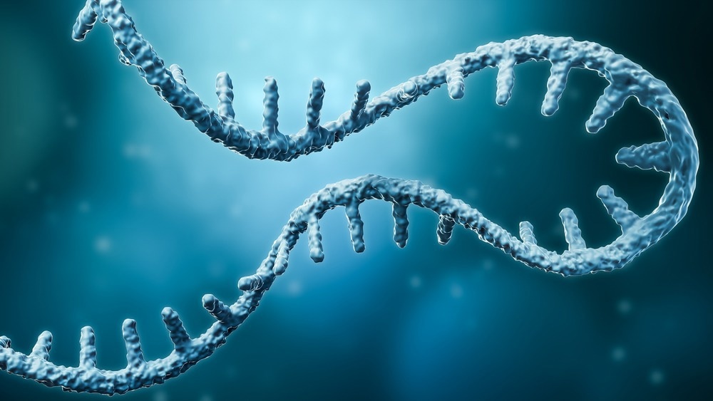 Study: mRNA decoding in human is kinetically and structurally distinct from bacteria. Image Credit: MattL_Images/Shutterstock.com