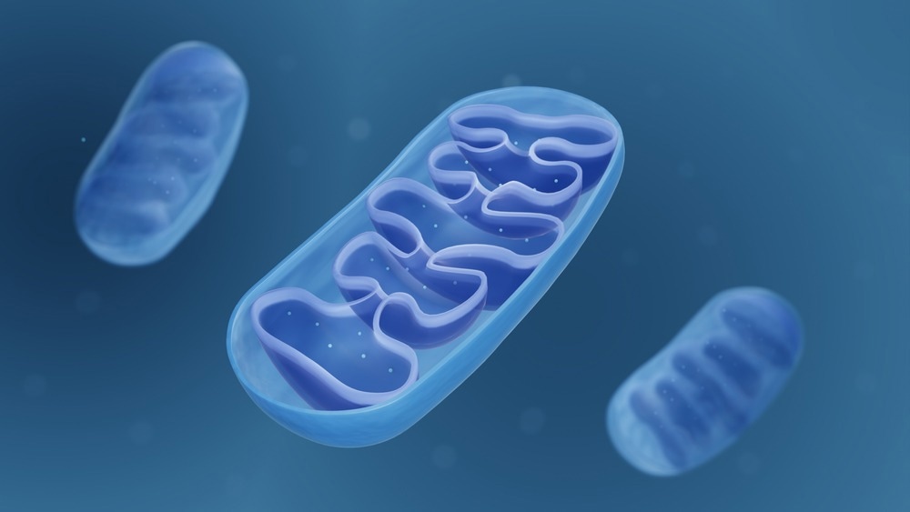Study: Mediterranean diet and mitochondria: New findings. Image Credit: ART-ur/Shutterstock.com