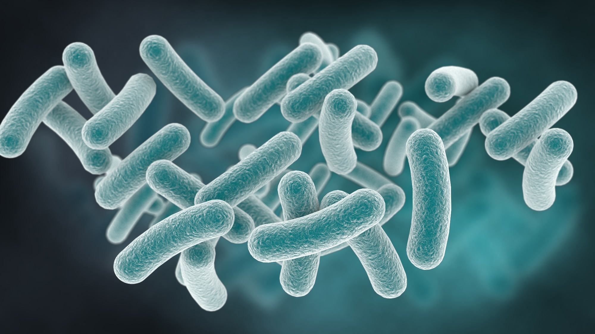 Study: A survey on antimicrobial resistance genes of frequently used probiotic bacteria, 1901 to 2022. Image Credit: MilletStudio / Shutterstock.com