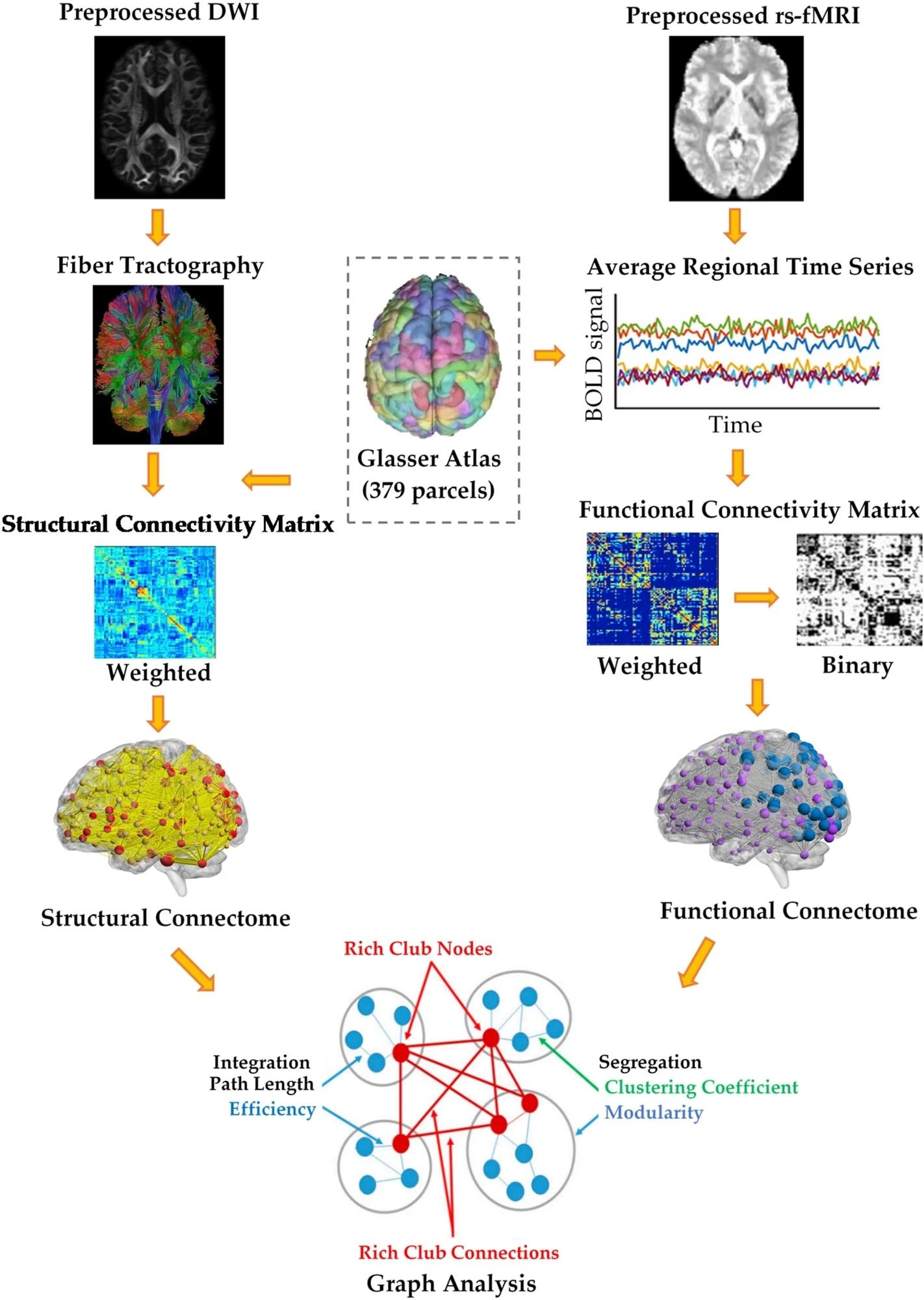 ​​​​​​​Processing pipeline for brain structural and functional Network Analysis. A structural connectome was constructed for each individual using fiber tractography and a parcellation scheme. A functional connectome was also constructed for each individual by calculating the pairwise Pearson