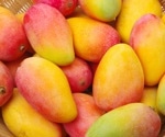 Consuming mangos boosts gut microbiome diversity: Benefits for overweight and obese individuals