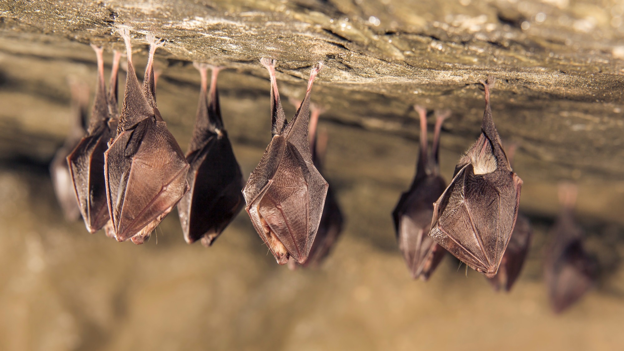 Study: Determination of the factors responsible for host tropism of SARS-CoV-2-related bat coronaviruses. Image Credit: MartinJanca/Shutterstock.com