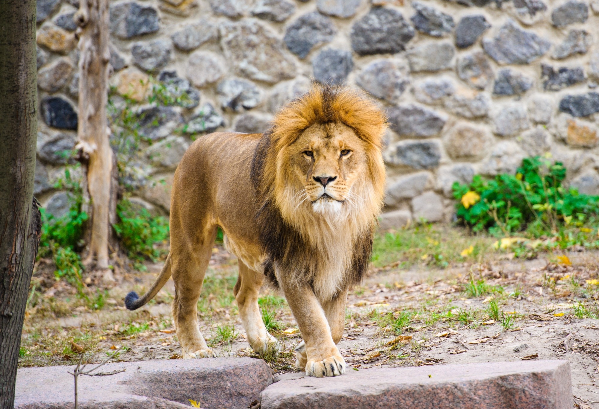 Study: Probable Transmission of SARS-CoV-2 from African Lion to Zoo Employees, Indiana, USA, 2021. Image Credit: TheLen/Shutterstock.com