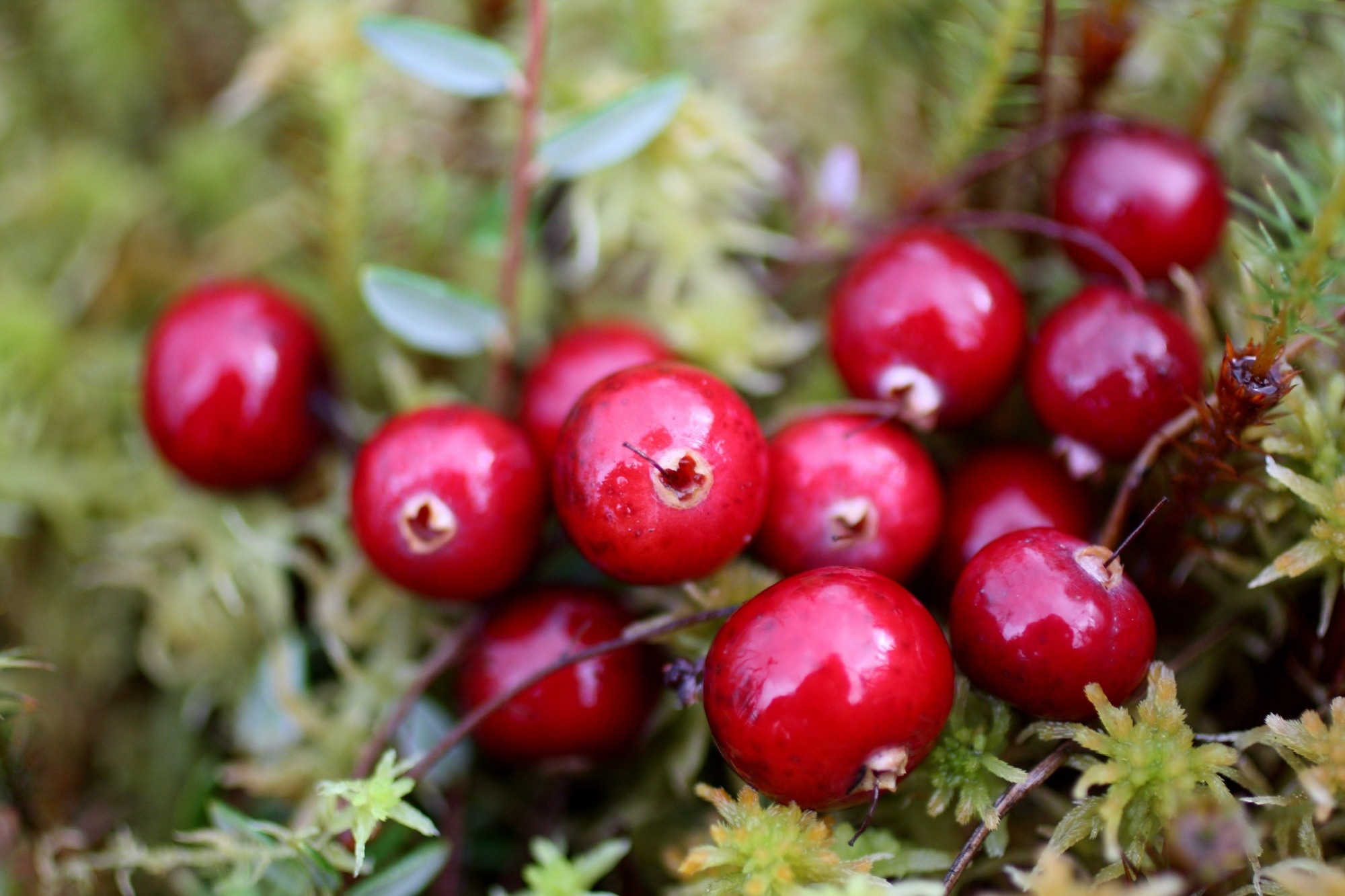 Review: Cranberries for preventing urinary tract infections. Image Credit: Irina Green 27 / Shutterstock