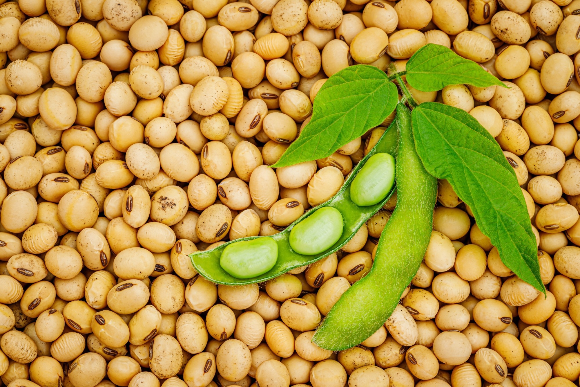 Soy and Gastrointestinal Health: A Review. Image Credit: nnattalli / Shutterstock