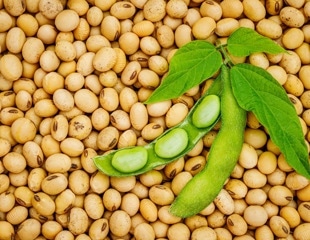 What are the gastrointestinal benefits of consuming soybean?